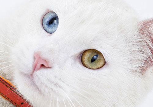 从猫咪的眼睛中观察异样