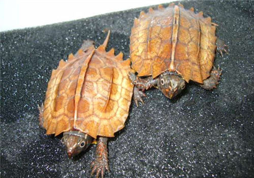 购买龟种要注意的问题