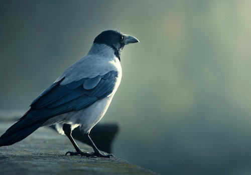 养鸟注意营养问题