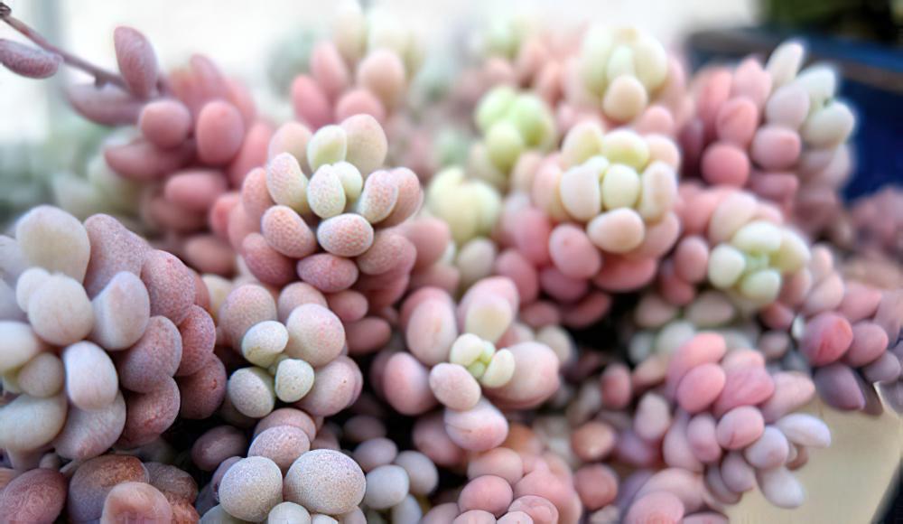 姬星美人 Sedum anglicum