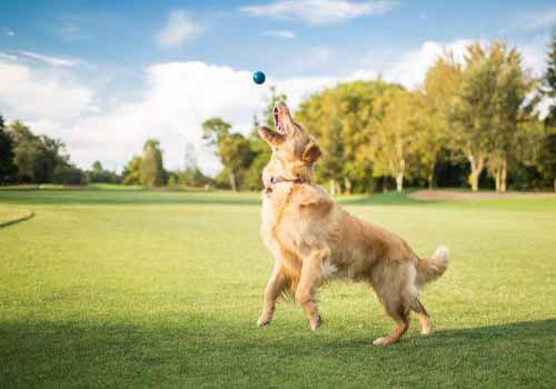 为什么金毛犬又被称为金毛寻回犬