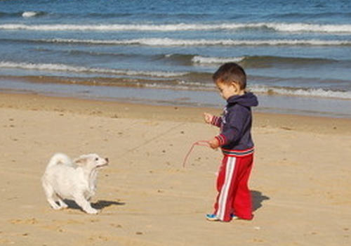 路遇狗狗要注意哪些问题
