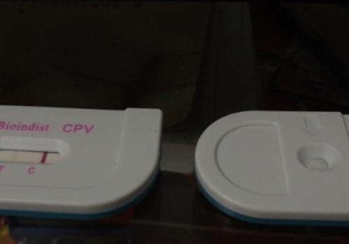 定期为狗狗体检有没有必要 定期为狗狗体检有没有必要