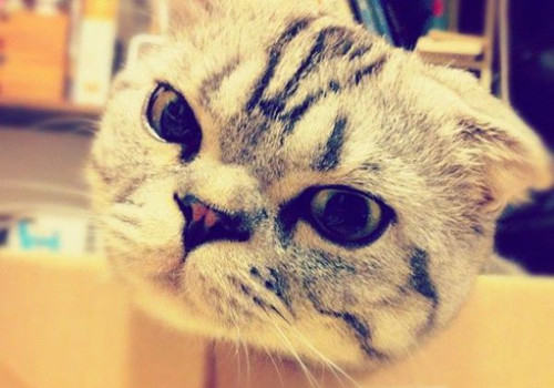 猫瘟治疗需要注意哪些问题 猫瘟治疗需要注意哪些问题