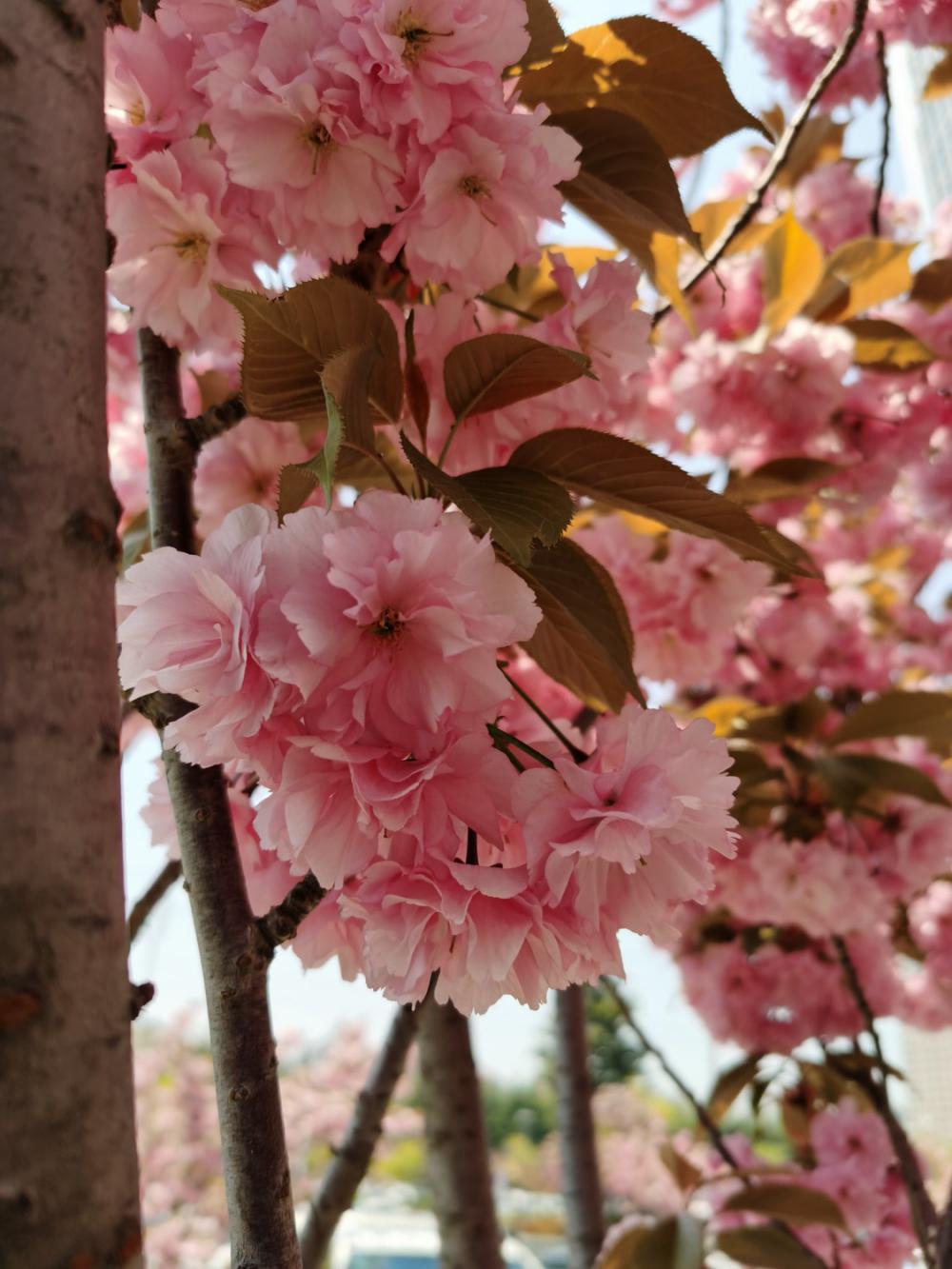 樱花图片（形态特征和养护方法简介）