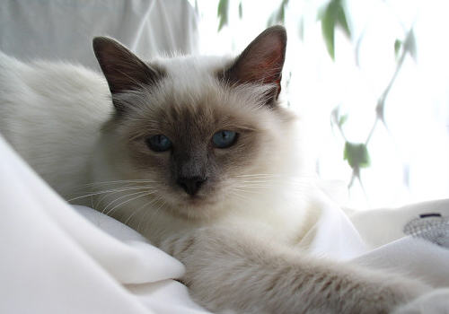 猫咪的心思主人如何猜 猫咪的心思主人如何猜