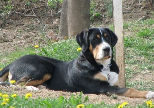 正确地为狗狗喂食鸡蛋 正确地为狗狗喂食鸡蛋