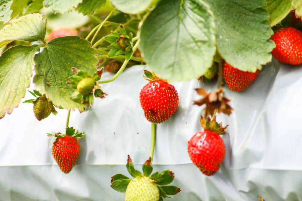草莓的常见品种
