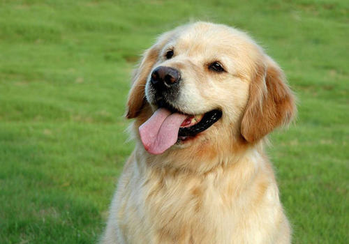 蛋黄对狗狗有哪些作用 蛋黄对狗狗有哪些作用