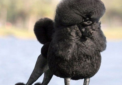 当心狗狗得富贵病