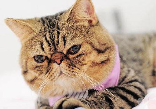给老年期的猫咪更多的爱