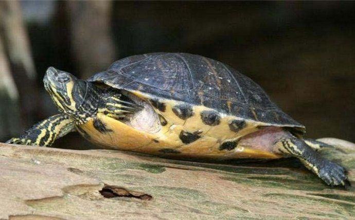 黄腹滑龟简介（图）