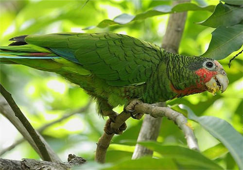 古巴亚马逊鹦鹉的外形特点