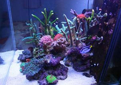 海水缸爆藻方法