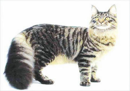 猫咪免疫性口腔炎的治疗