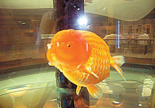 龙背种金鱼饲养方法 龙背种金鱼饲养方法