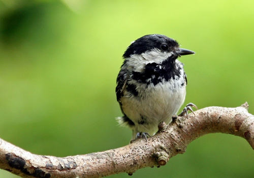 为什么鸟会去撞飞机