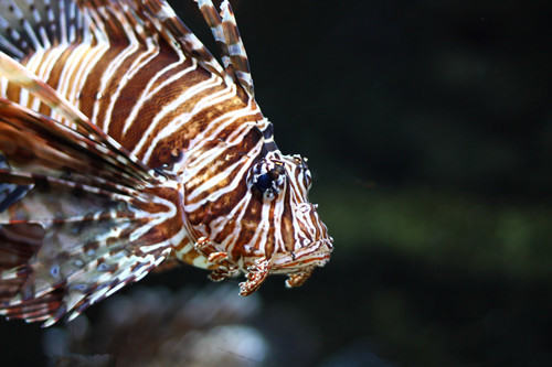 臭氧机在水族中的应用