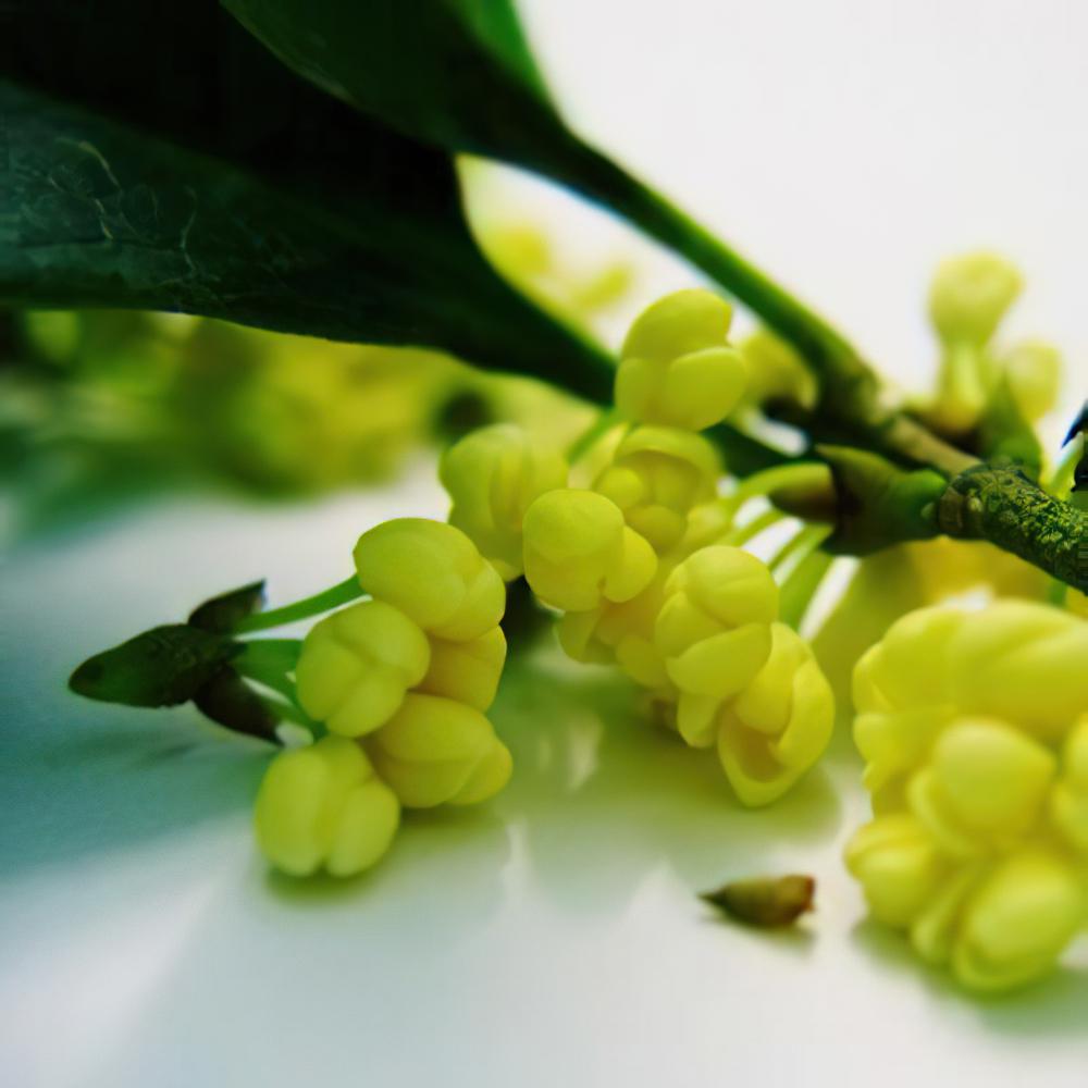 桂花怎么养