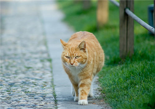 猫咪会将猎物带回来当礼物吗