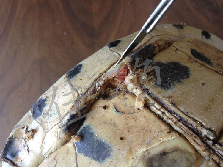 一例安布闭壳龟的口吐白沫、严重腐甲治疗报告 一例安布闭壳龟的口吐白沫、严重腐甲治疗报告