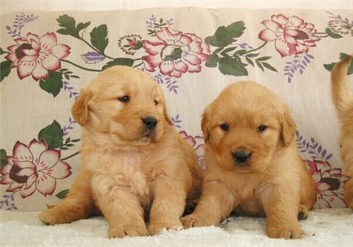 人畜共患病的传播途径是什么