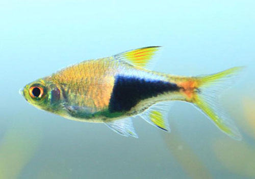 三角灯鱼的品种介绍