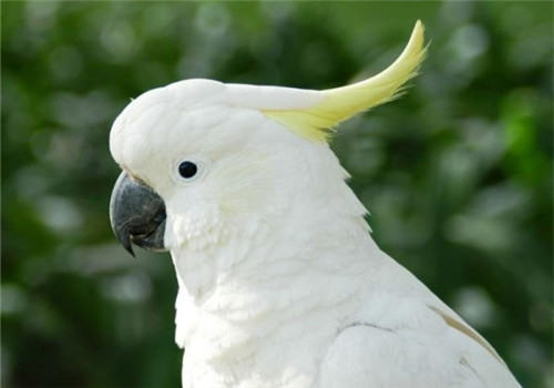 常见的鹦鹉肢体语言解读