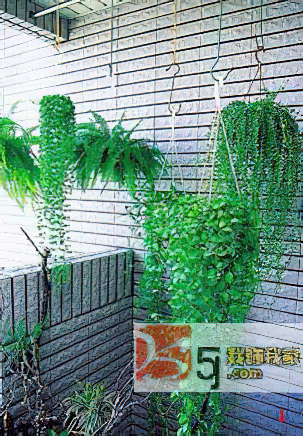 户外吊盆植物栽种培养重点(图)
