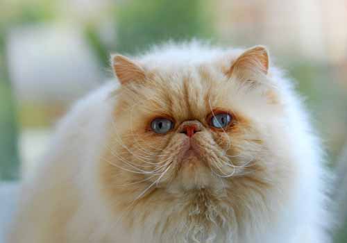 猫咪每天早晨固定时间叫是怎么回事