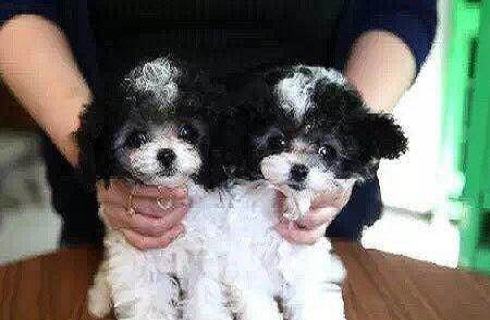 贵宾犬（泰迪）有多少种颜色呢？