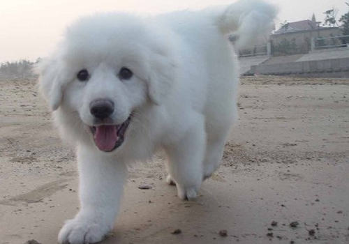 狗狗不能只打一次狂犬疫苗