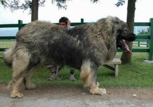 高加索犬多少钱一只？高加索犬价格盘点