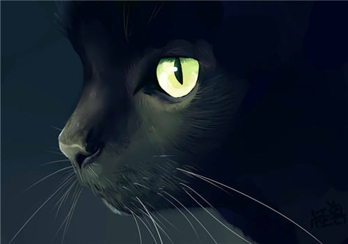 猫为什么是夜视高手