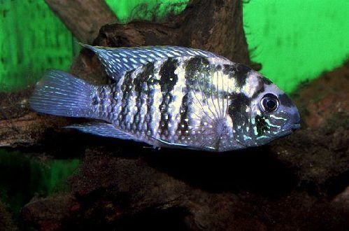 蓝曼龙鱼的外形特点