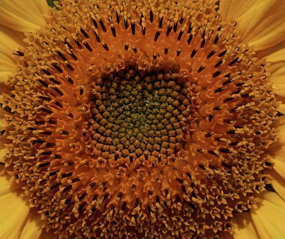 自然界神奇黄金螺旋：多肉植物与仙人掌竟如此相似