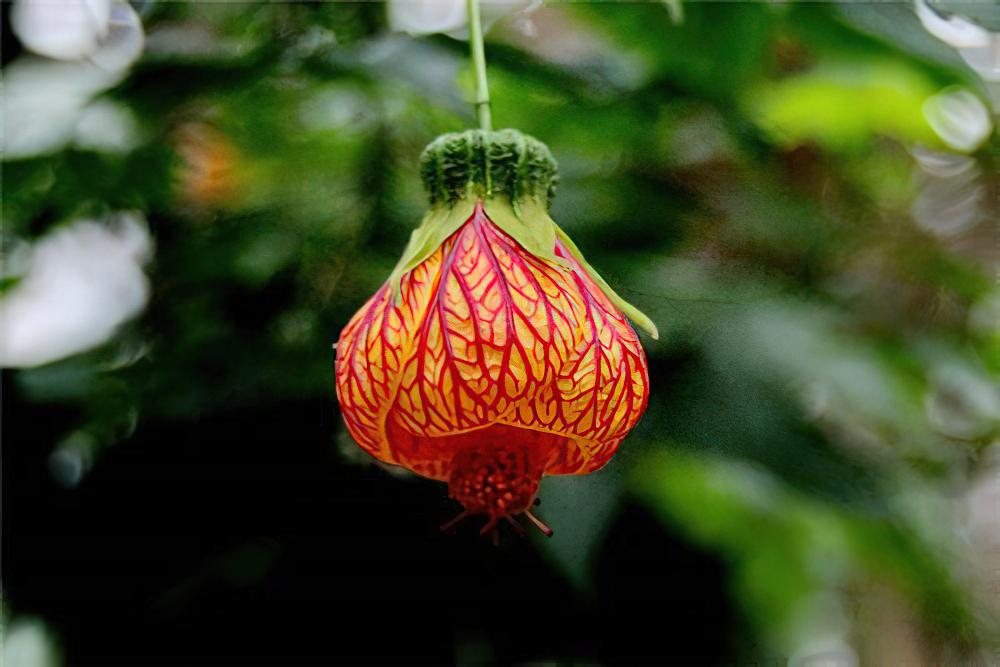 悬铃花