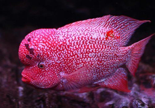 罗汉鱼的挑选秘诀 罗汉鱼的挑选秘诀