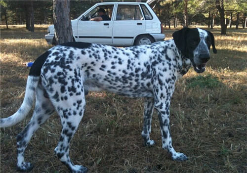 德国刚毛指示犬的形态特征