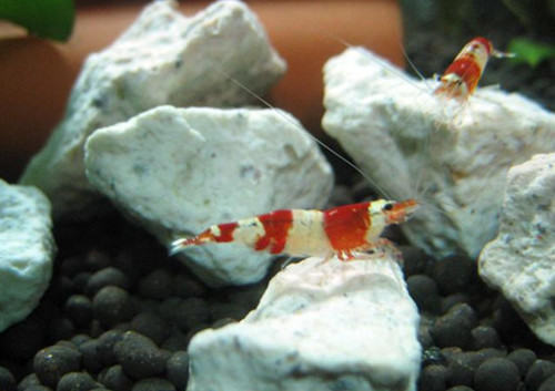 水晶虾的饲养要点