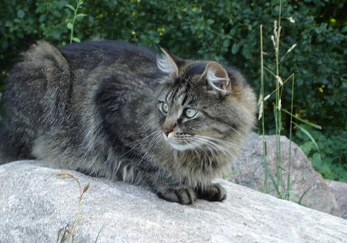 猫博代氏菌病的病因是什么 猫博代氏菌病的病因是什么