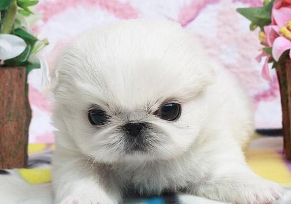 京巴幼犬的喂养方法