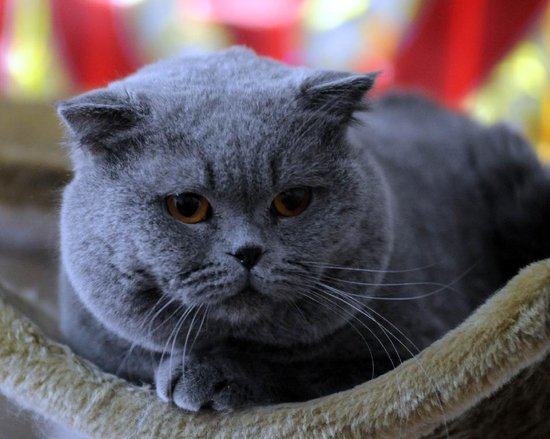 英国短毛猫该如何饲养