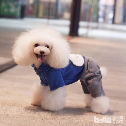 贵宾犬怎么养?贵宾犬好养吗? 贵宾犬怎么养?贵宾犬好养吗?