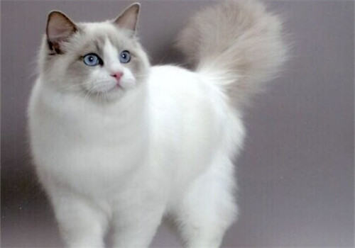 猫咪发情时不能吃哪些食物 猫咪发情时不能吃哪些食物