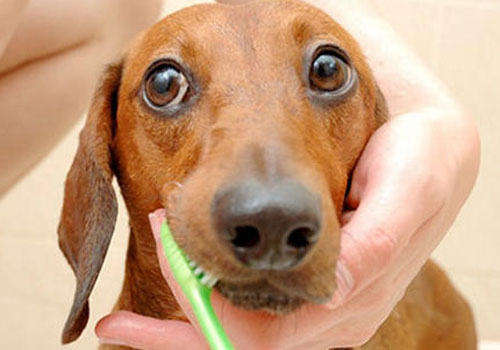 如何使用好狗狗牙膏