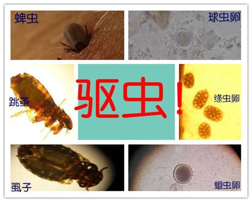 免疫—为犬猫健康保驾护航 免疫—为犬猫健康保驾护航