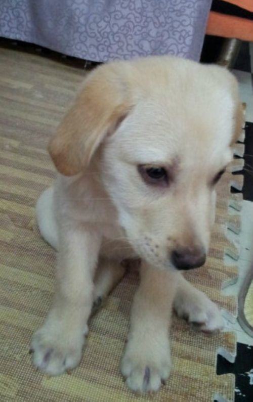 拉布拉多犬能吃糖吗