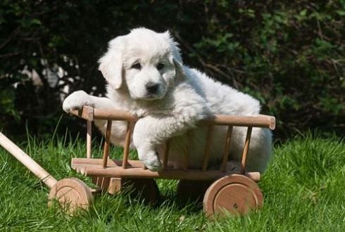 两个月小狗训练方法介绍，这样训练狗很乖