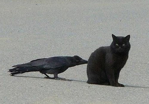 乌鸦扯尾巴的含义是什么